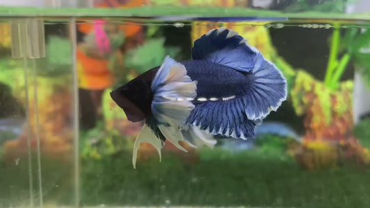 Super Dumbo Ear Blue HMPK Male- (Show) BHB24308