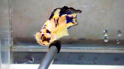 Yellow DTPK Male - BHB24216