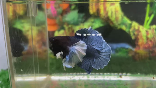 Super Dumbo Ear Blue HMPK Male- BHB24311