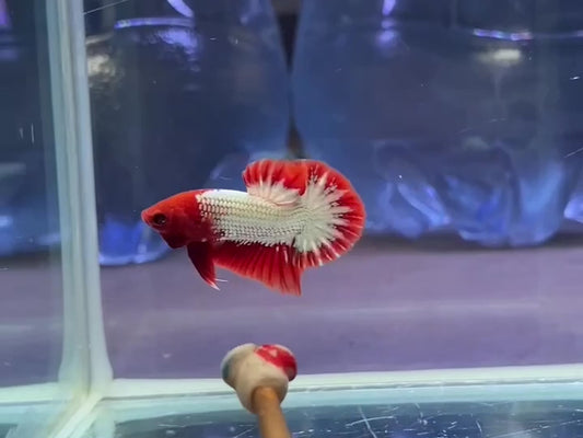 FCCP HMPK Male - BH25104