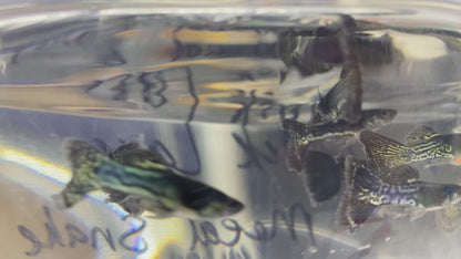 Black Lace Metal Snakeskin Guppies (Rare)