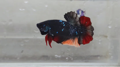 Black Star Avatar HMPK Male - BHB25202