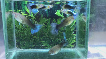 Blue Neon Guppy