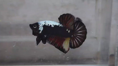 Black Samurai HMPK Male - BH25208 (rare)
