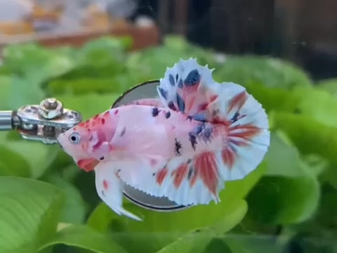Multicolor Super Dumbo Ear HMPK Male - BHB24316