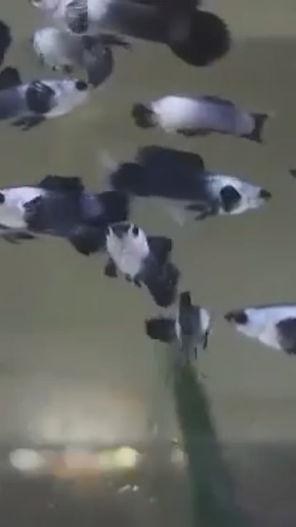 Panda Dumbo Guppy