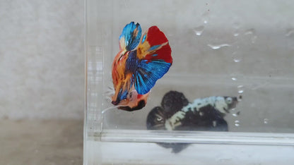 Giant Multicolor HMPK Male BGB45203