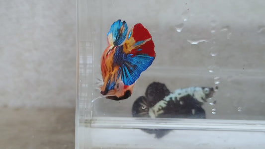 Giant Multicolor HMPK Male BGB45203