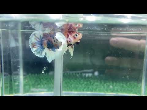Multicolor Super Dumbo Ear HMPK Male - BHB25318