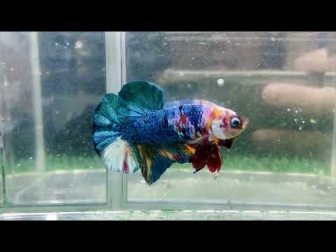Multicolor HMPK Male - BH25114