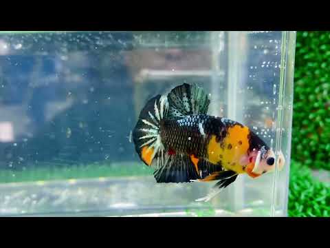 Nemo Copper HMPK Male - BH25110