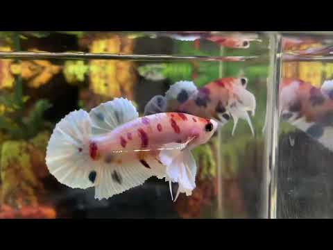 Multicolor Super Dumbo Ear HMPK Male - BHB25304