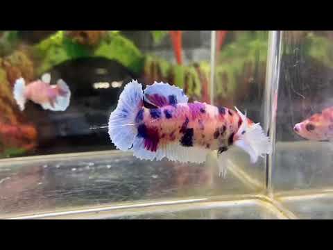 Multicolor Super Dumbo Ear HMPK Female - BHB25316