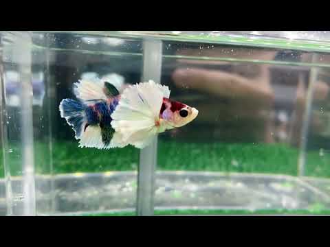 Multicolor Ultra Dumbo Ear HMPK Male - BHB25317