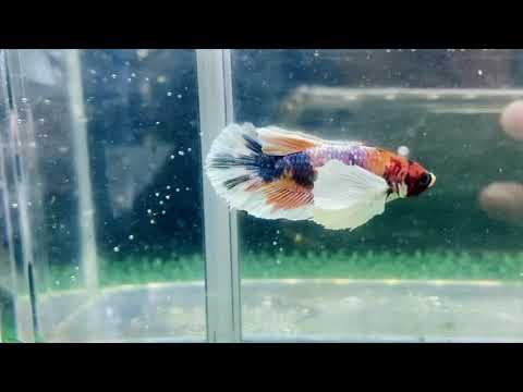Multicolor Super Dumbo Ear HMPK Male - BHB25319