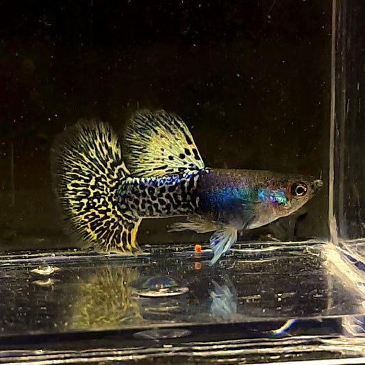 Metal Yellow Dragon Guppy (very Rare)
