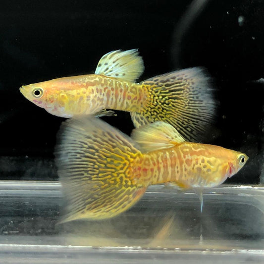 Golden Snake Skin Guppy