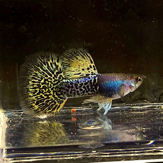 Metal Yellow Dragon Guppy (very Rare)