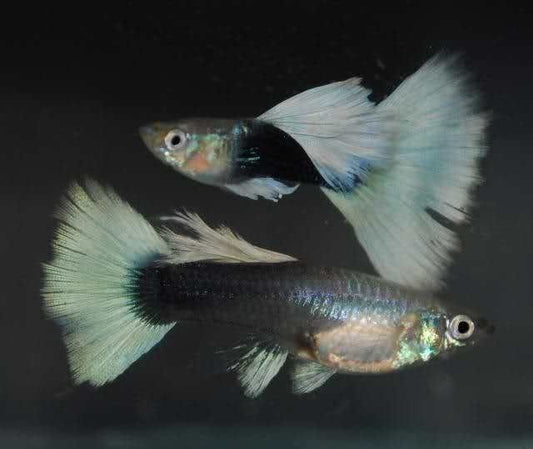 Platinum White Tuxedo Guppy