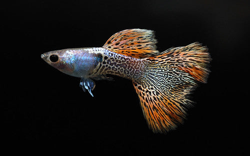 Red Metal Lace Guppy (Rare)