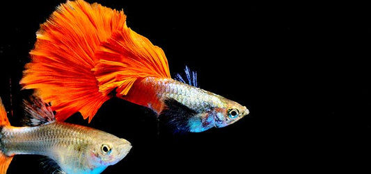 Red Platinum Dumbo Ear Guppy