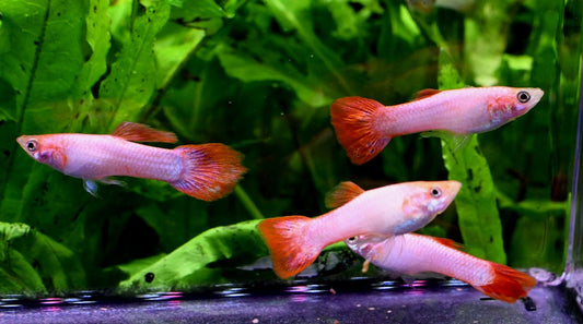 Pink Guppy