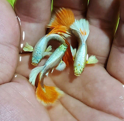 Santa Clause Dumbo Ear Guppy