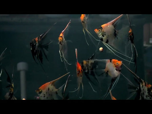 Red Devil Angelfish 6-7 cm ( Colored ) (Mid Grades)
