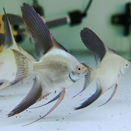 Bulgarian Sealpoint Angelfish 5-6cm