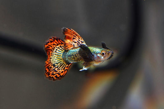 Red Dragon Dumbo Ear Guppy (Rare)
