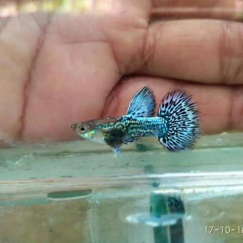 Blue Dragon Dumbo Ear Guppy (Rare)