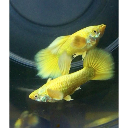 24K Full Gold Guppy