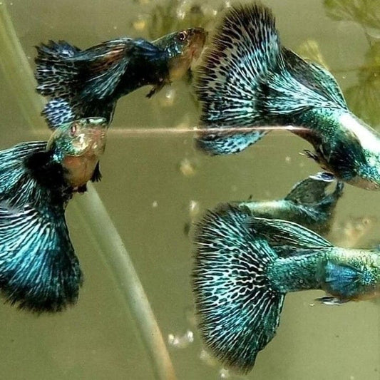Green Dragon Dumbo Ear Guppy (Rare)