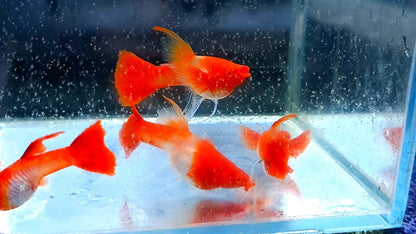 Red Koi Ribbon Guppy (Red Ear Genes) (Rare)