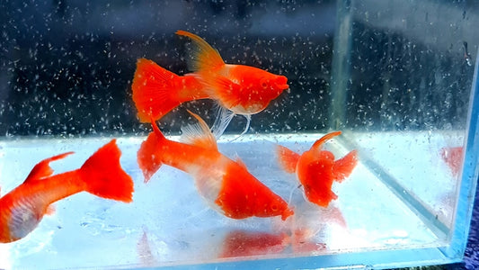 Red Koi Ribbon Guppy (Red Ear Genes) (Rare)