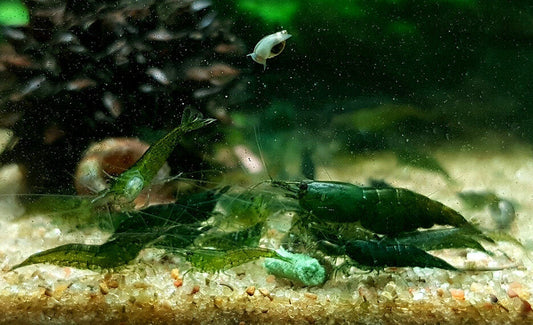 Green Jade Shrimps  (High Grade)