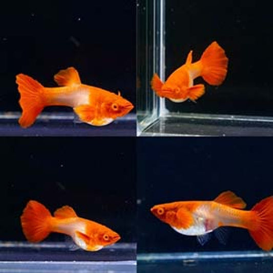Albino Red Koi Guppy (Red Ear Genes)