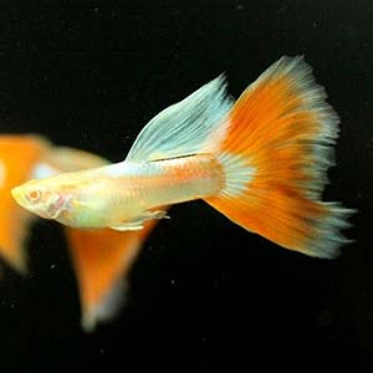 Albino Red Topaz Guppy