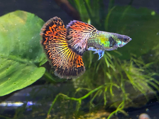 Red Dragon Dumbo Ear Guppy (Rare)