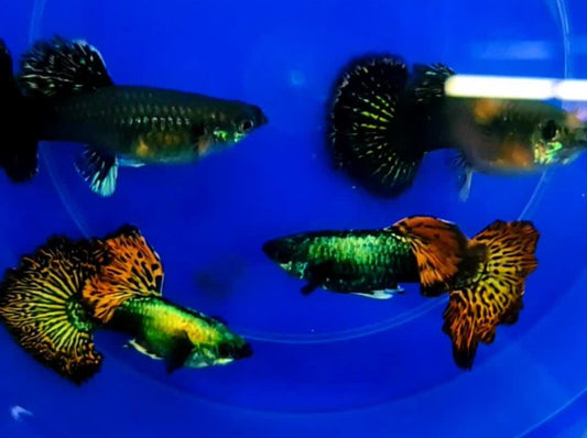 Red Dragon Halfmoon Guppy