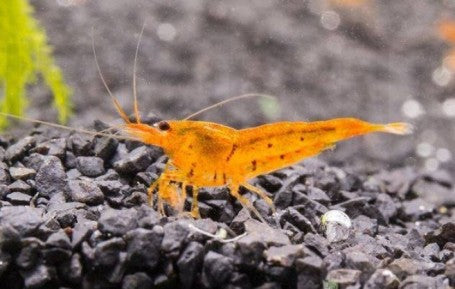 Orange Sunkist Shrimp (Normal Grade)