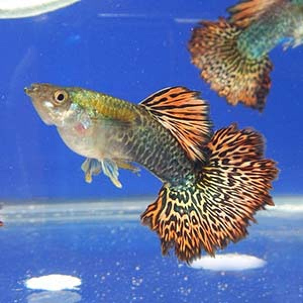 Red Dragon Halfmoon Guppy