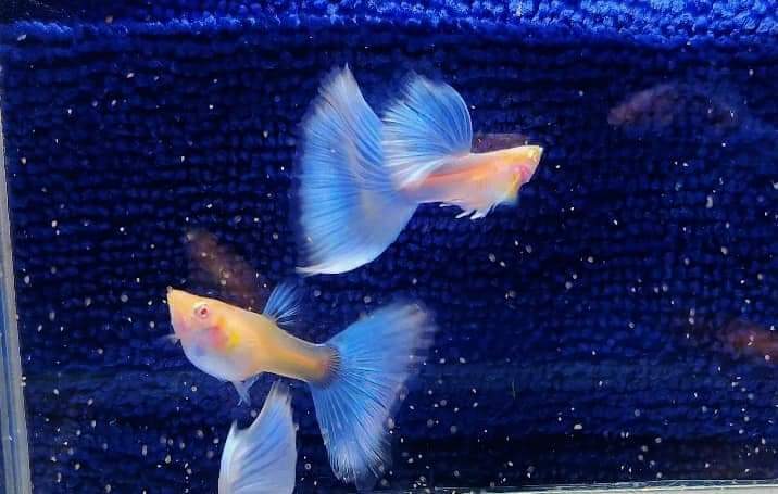 Albino Blue Topaz Guppy