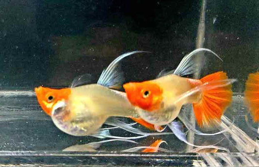 Red Koi Balloon Ribbon Guppy (Rare)