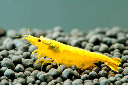 Yellow Cherry (High Grade)