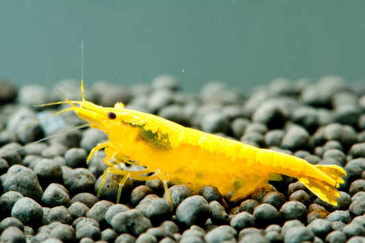 Yellow Cherry