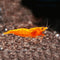 Orange Sunkist Shrimp  (High Grade)