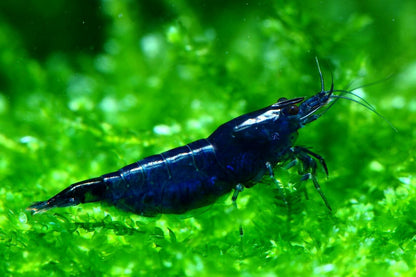 Blue Diamond (High Grade)