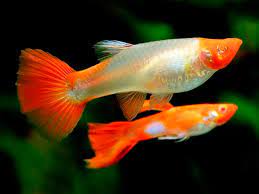 Albino Red Koi Guppy (Red Ear Genes)