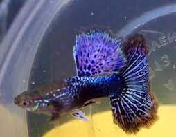Purple Dragon Dumbo Ear Guppy (Rare)